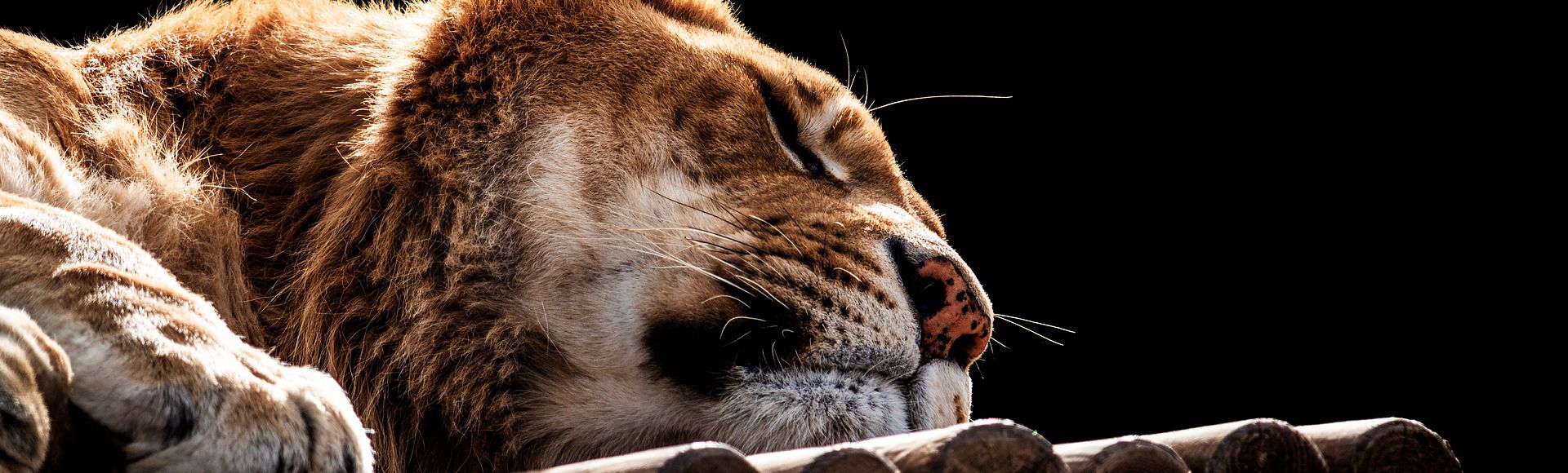 Symbolfoto Entspannte Löwin aus der Pixabay-Bilddatenbank