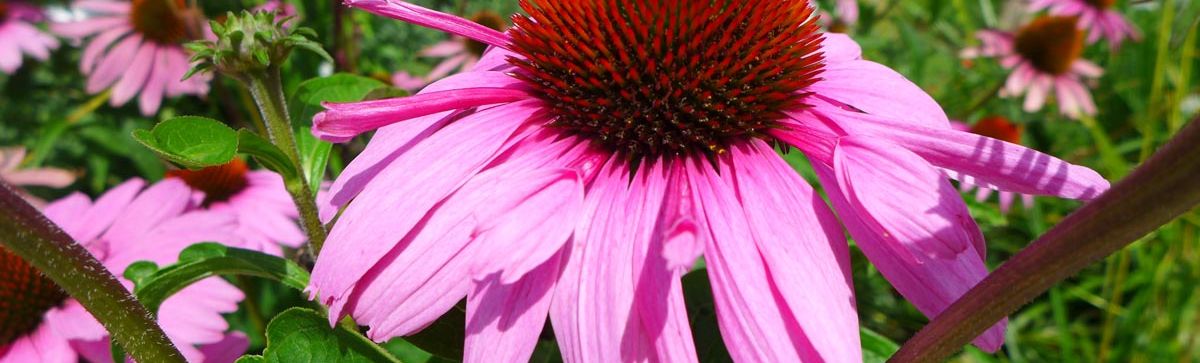 Foto: Blumendetail von der Gartenschau Pfaffenhofen © Heike Arnold, 2018